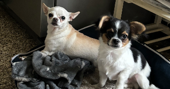 melivan pet sitter à LALLAING 59167_3