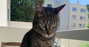 marie pet sitter à ST GERMAIN EN LAYE 78100_4