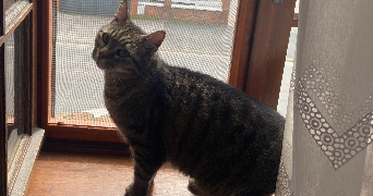 elise pet sitter à LILLERS 62190_1