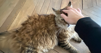 côme pet sitter à PARIS 04 75004_1
