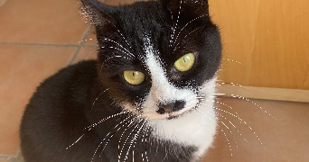 emma pet sitter à LYON 06 69006_3