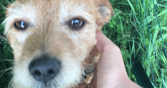 lisa pet sitter à TOULOUSE 31000_3