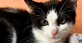 baptiste pet sitter à REIMS 51100_1