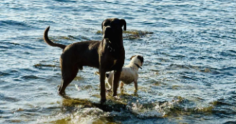 cyrielle pet sitter à LYON 04 69004_1