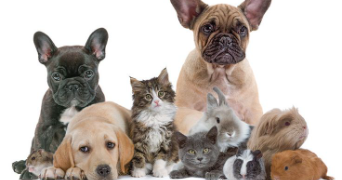 nathalie pet sitter à VAILHAUQUES 34570_0