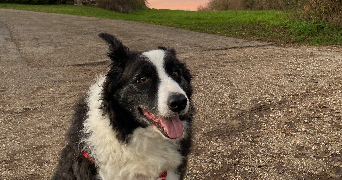 Quentin pet sitter à Villeurbanne  69100_3