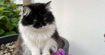 valentine pet sitter à ARRAS 62000_2