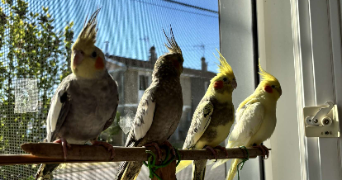 mathéo pet sitter à NANTES 44000_2
