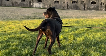 maela pet sitter à Auxonne 21130_8