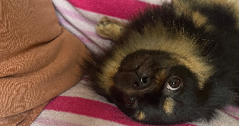 juliette pet sitter à Loperhet 29470_3