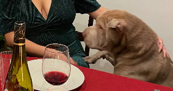 allyson pet sitter à Saint-Etienne 42000_6