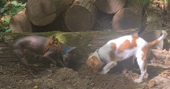 kenza pet sitter à LES ULIS 91940_8