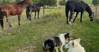 fleur pet sitter à CROZES HERMITAGE 26600_5