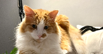 julie pet sitter à SEIGNELAY 89250_2