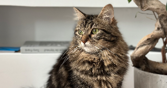 maeline pet sitter à SAVIGNY SUR ORGE 91600_8