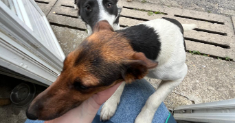 mathilde pet sitter à PARIS 16 75016_4