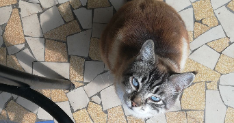 amandine pet sitter à La Chapelle-sur-Erdre 44240_3