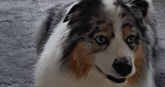 heidi pet sitter à CHEVILLY LARUE 94550_7