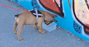 jean pierre pet sitter à PIBRAC 31820_8