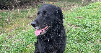 maeva pet sitter à PELISSANNE 13330_3