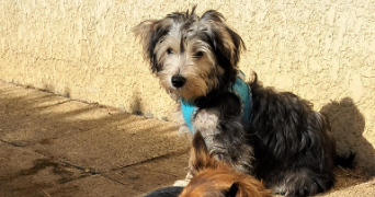 isabelle pet sitter à AIGUILLON 47190_6