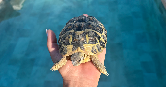 clara pet sitter à ST FARGEAU PONTHIERRY 77310_3