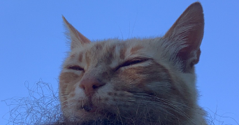 nelly pet sitter à TALENCE 33400_1