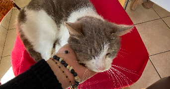 salomé pet sitter à ANGERS 49000_2