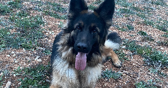 apryl pet sitter à Meudon 92190_1