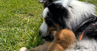 Élisa pet sitter à LA FERTE CHEVRESIS 02270_3