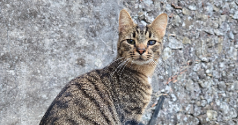 justine pet sitter à EVENOS 83330_1