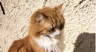 kessy pet sitter à MOUGINS 06250_2