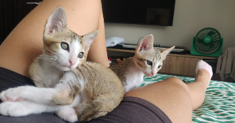 lola pet sitter à ST MALO 35400_4