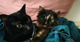 elodie pet sitter à MONTPELLIER 34000_2