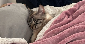 chloé pet sitter à BEZONS 95870_1