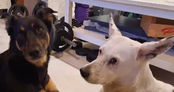 sylvie pet sitter à NOUSTY 64420