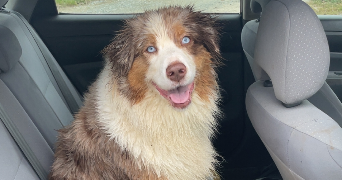 léa pet sitter à LAVAL 53000_1