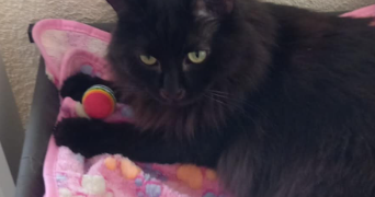 sylvie cat sitter à PERPIGNAN 66100_0