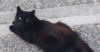 elodie pet sitter à NEUILLY SUR MARNE 93330_4