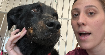 lola pet sitter à Maisons-Alfort 94700_5