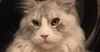 axel pet sitter à PAU 64000