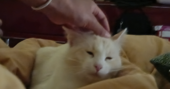 aiden pet sitter à PESSAC 33600_1