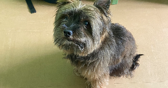 soline pet sitter à ST BRIEUC 22000_3