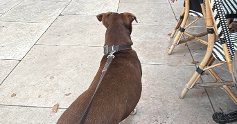 lucas pet sitter à BORDEAUX 33000_2