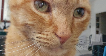 alix pet sitter à ST MARTIN D ONEY 40090_1