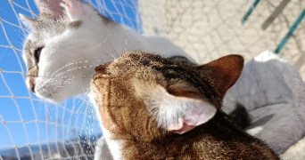 alice pet sitter à CLERMONT FERRAND 63000_8