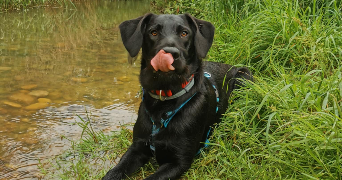 thomas dog sitter à ROMANS SUR ISERE 26100_3