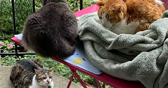 kenza pet sitter à PARIS 15 75015_8