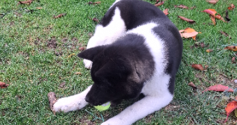 marnie pet sitter à FONTENAY SUR EURE 28630_4