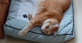 catherine cat sitter à MEYLAN 38240_2